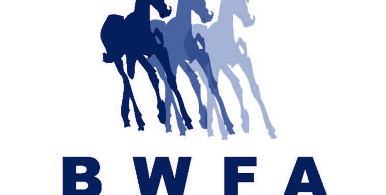 Advertisement; QUALITY IS THE MAGIC WORD - Belgian Warmblood Foal Auction final selection
