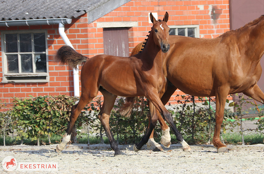 13枚 Ekestrian Elite Auction – 24th & 25th of September, 2019 – For the