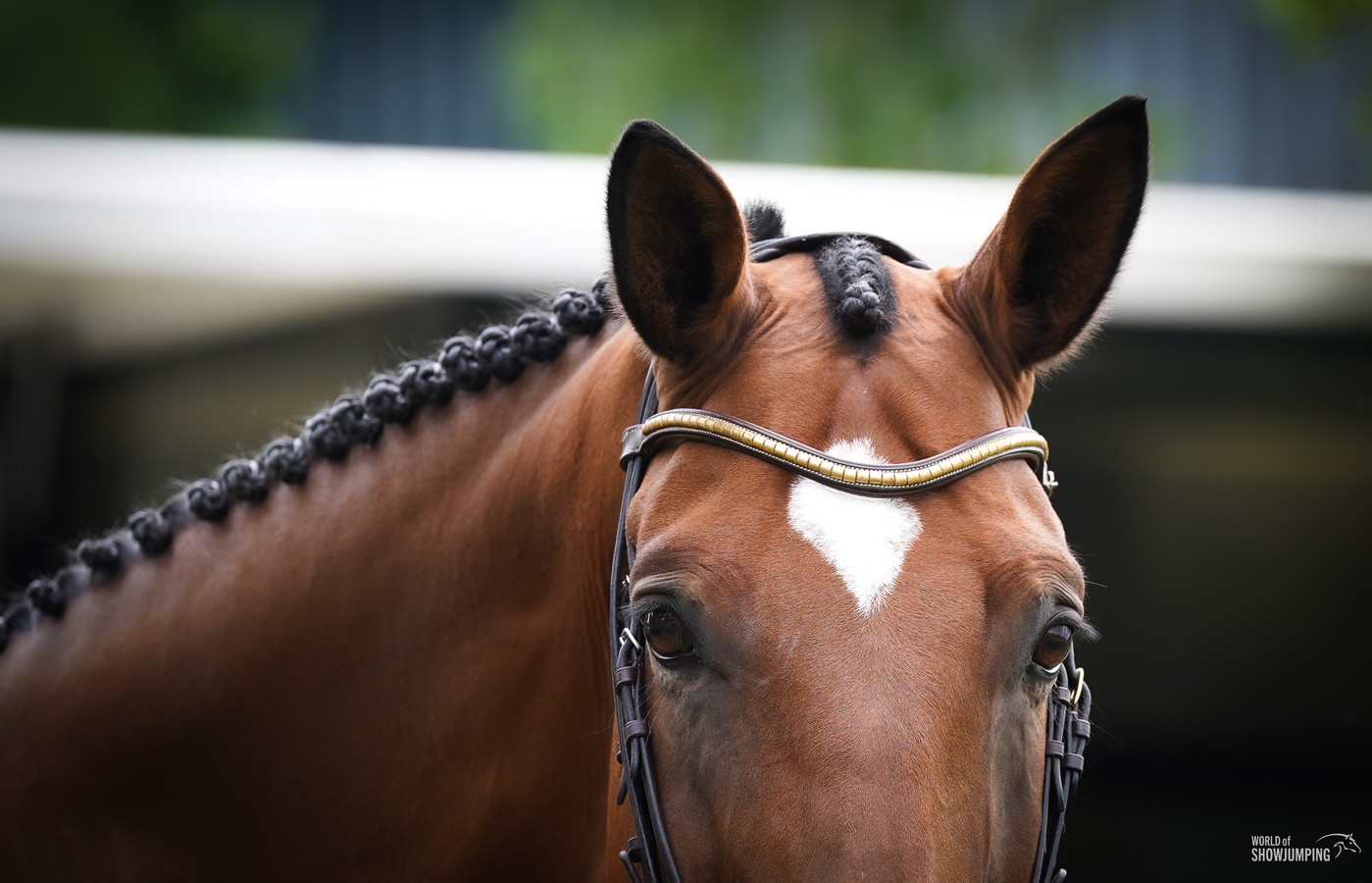 This weekend's CSI2* Grand Prix winners | World of Showjumping